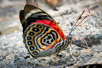Leafwing Butterflies (Nymphalidae/Charaxinae)—Peru
