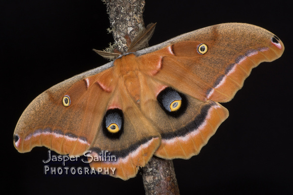 Polyphemus Moth (Antheraea polyphemus) male