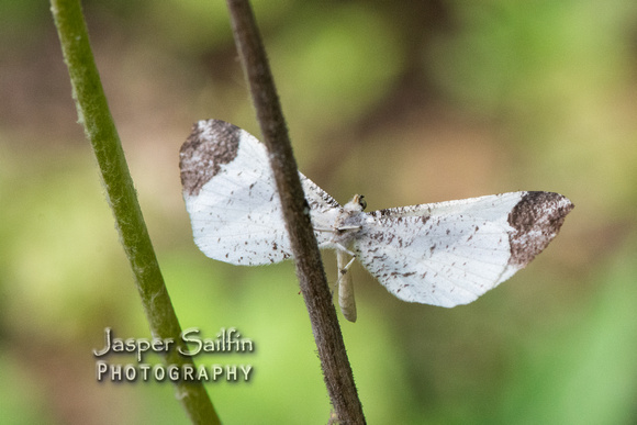American Moth-Butterfly (Macrosoma sp)