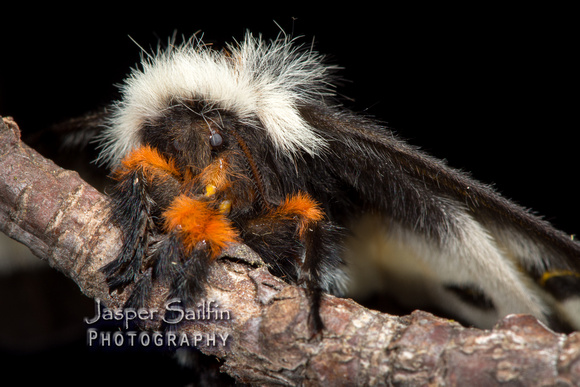 Hemileuca "Great Lakes Complex" moth. Female