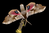Moths—Cascadia