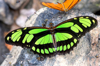 Longwing Butterflies (Nymphalidae/Heliconiinae)—Peru
