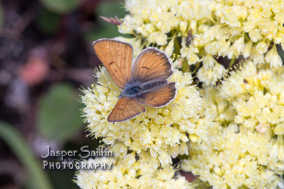 Lilac-bordered Copper (Lycaena nivalis). Male