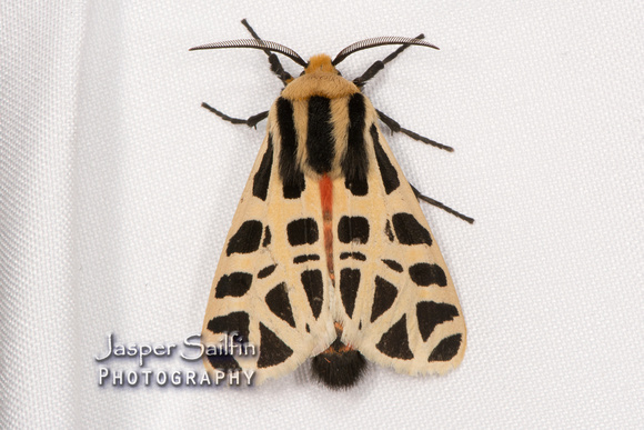 Mexican Tiger Moth (Notarctia proxima)