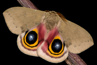 Louisiana Eyed Silkmoth (Automeris louisiana)