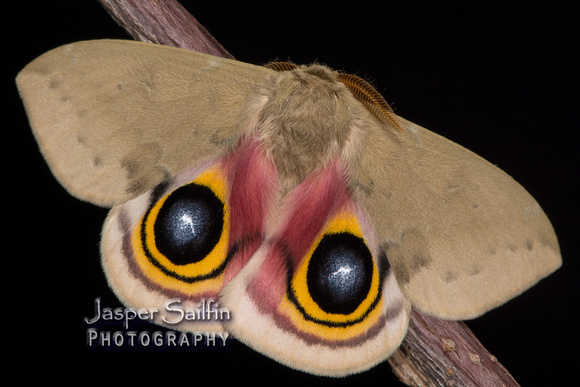Louisiana Eyed Silkmoth (Automeris louisiana) male