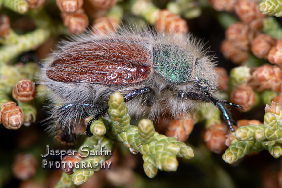 Hairy Bear Scarab Beetle  (Paracotalpa granicollis)