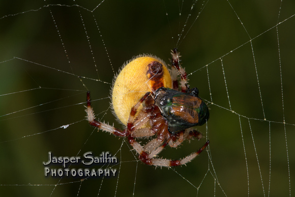 Spider eating japanese beetle