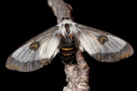 Nevada Buck Moth (Hemileuca  nevadensis) lifecycle