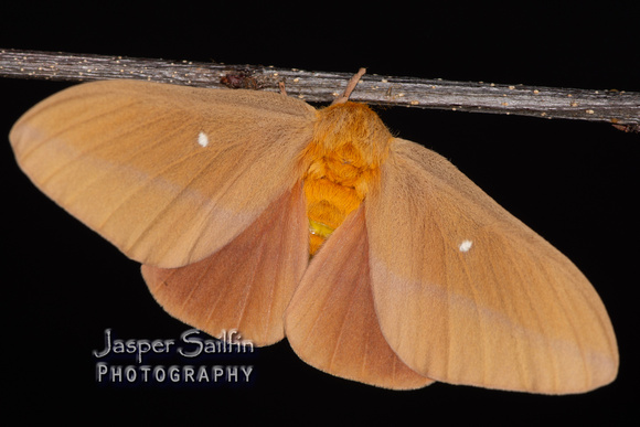 Oslar's Oakworm Moth (Anisota oslari) female