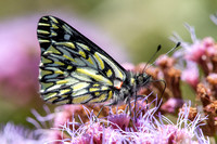 Whites and Sulphur Butterflies (Pieridae)—Peru