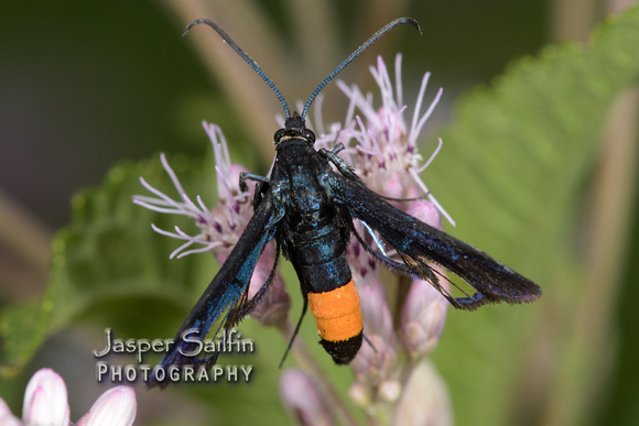 Peachtree Borer Moth (Synanthedon exitiosa) female