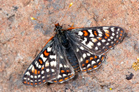 Brushfoots (Nymphalidae)—Cascadia