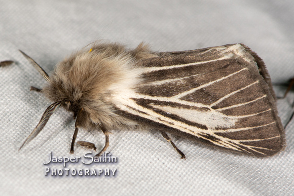 Dubious Tiger Moth (Spilosoma dubia) color variant