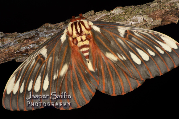 Splendid Royal Moth (Citheronia splendens sinaloensis)  female