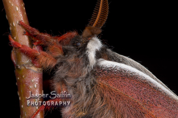 Walters' Saturnia Moth (Saturnia walterorum) moth male