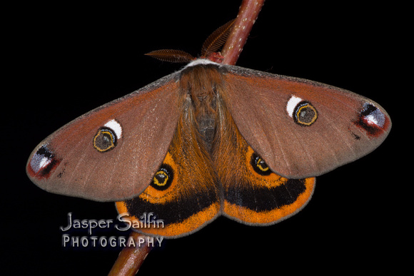 Walters' Saturnia Moth (Saturnia walterorum) moth. Male.