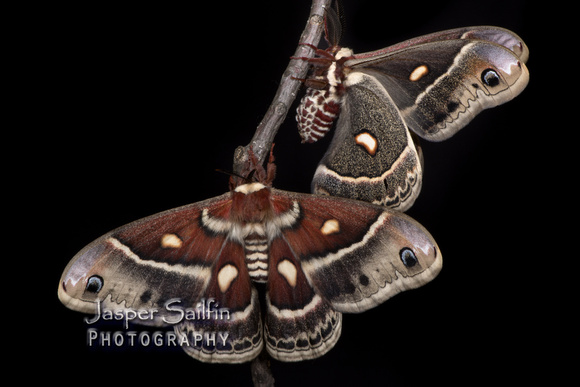 Columbia Moth (Hyalophora columbia columbia) female (bottom) and male