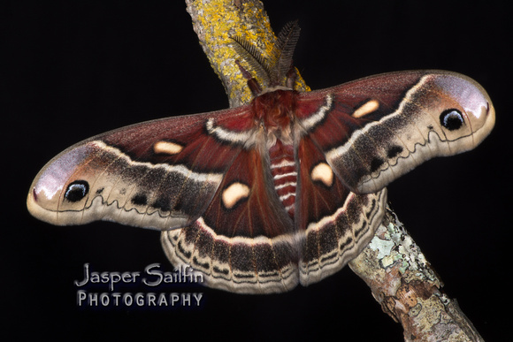Columbia Moth (Hyalophora columbia columbia) male