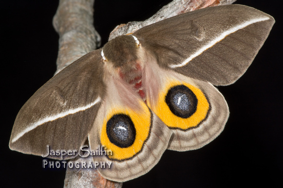 Zephyr-Eyed Silkmoth (Automeris zephyria) Female