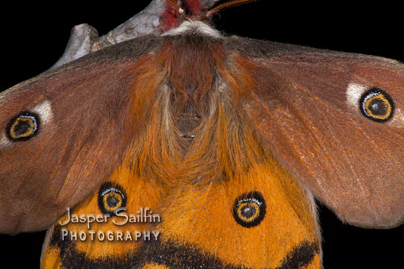 Mendocino Saturnia Moth (Saturnia mendocino) female