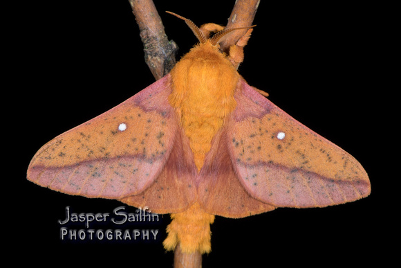 Spiny Oakworm Moth (Anisota stigma)