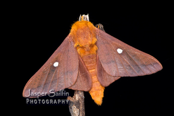 Orange-tipped Oakworm Moth (Anisota senatoria) male
