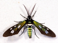 Other Moths—Peru