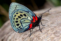 True Brushfoot Butterflies (Nymphalidae/Biblidinae)—Peru