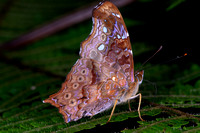 Nymphalinae Butterflies (Nymphalidae/Nymphalinae)—Peru