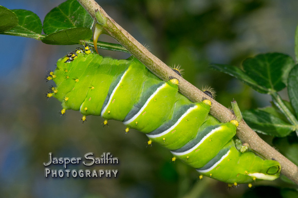 Forbes' Silkmoth (Rothschildia lebeau forbesi) caterpillar