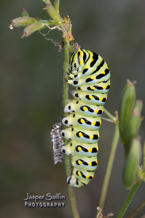Anise Swallowtail (Papilio zelicaon) caterpillar