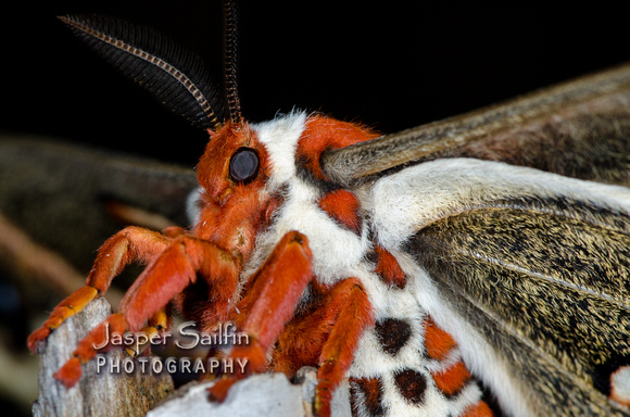 Cecropia Moth (Hyalophora cecropia) female