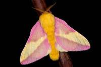 Rosy Maple Moth (Dryocampa rubicunda) Lifecycle