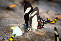 Swallowtail Butterflies (Papilionidae)—Peru