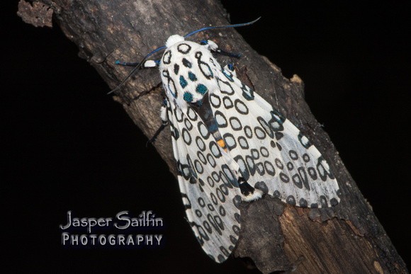 Giant Leopard Moth (Hypercompe scribonia)