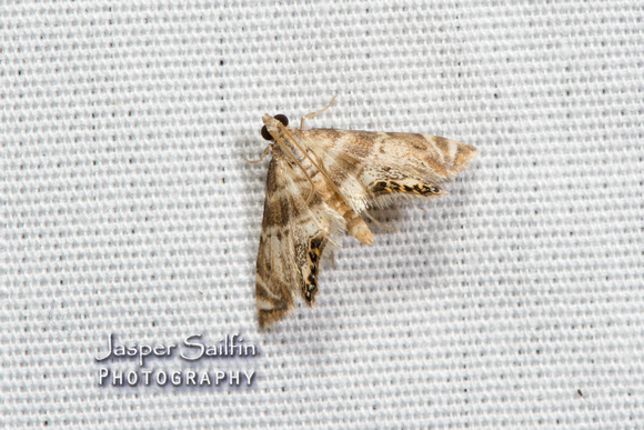 Feather-edged Petrophila Moth (Petrophila fulicalis)