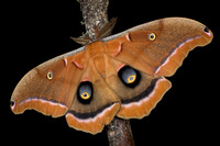 Polyphemus Moth (Antheraea polyphemus) Lifecycle