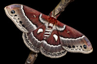 Glover's Silkmoth (Hyalophora columbia gloveri) Lifecycle