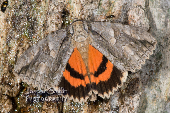 Mother Underwing (Catocala parta)