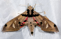 Sphingidae Moths—Peru