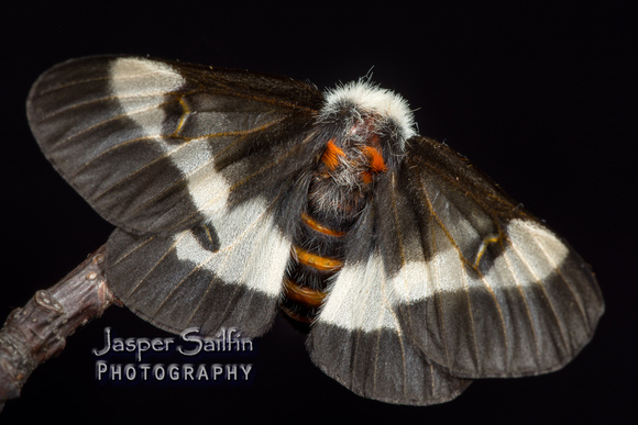 Hemileuca "Great Lakes Complex" moth. Female