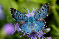 Lower Rio Grande Valley Texas—Wild Butterflies & Moths