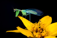 Mantidflies (Mantispidae)—LRGV