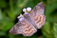 Spread-winged Skippers—North America