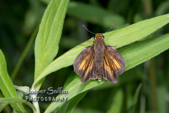 Dion Skipper (Euphyes dion). Male