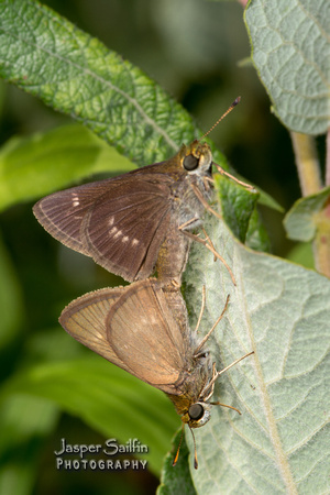 Little Glassywing (Pompeius verna) pair mating. Tentative ID.