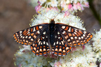 Cascadia—Wild Butterflies & Moths