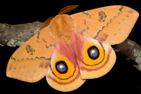 New Mexico Io Moth (Automeris io neomexicana) Lifecycle