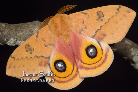 New Mexico Io Moth (Automeris io neomexicana) male